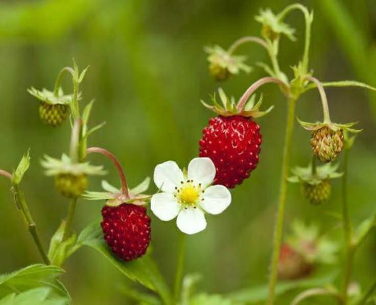 Hearty Berries Bounty: Sun-kissed Juicy Delights